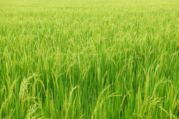 green rice field for background
