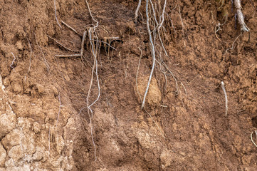 Layers of soil wet soil roots in soil soil profile soil zones