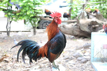 Chickens are chokes.