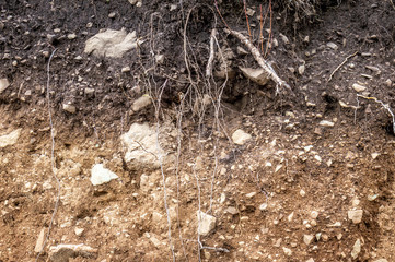 Layers of soil wet soil roots in soil soil profile soil zones rocks in soil