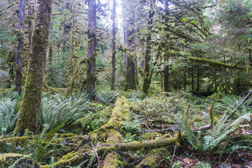 Olympic National Rainforest