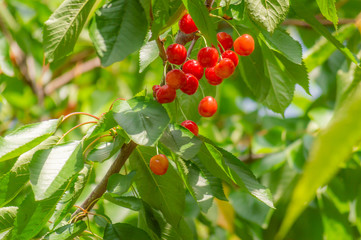 Ripe cherries in a bunch hanging from a branch with green leaves ready to be picked up