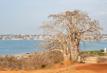 Baobab tree Angola, Luanda trees near the sea. Travel to Luanda, Angola in West-Africa to see...