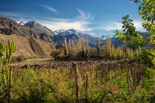 Grapeyard , Vineyard. Elqui Valley, Andes part of Atacama Desert in the Coquimbo region, Chile