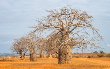 Baobab tree Angola, Luanda trees near the sea. Travel to Luanda, Angola in West-Africa to see baobab trees - obrazy, fototapety, plakaty