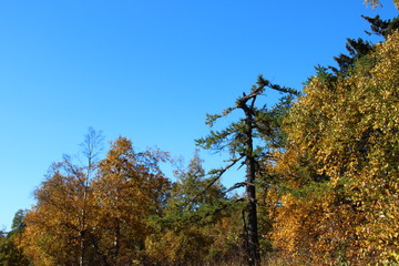 Autumn