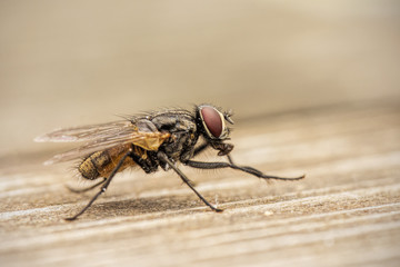 Fliege Makro