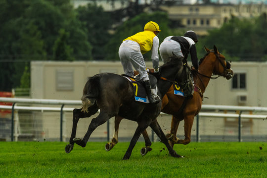 Duel in a race between two horses, view from behind / Two horses fighting for the first place during a steeplechase horse race; view from 3/4th [behind].