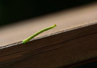 ユニークな歩きをするシャクトリムシ（尺取虫）