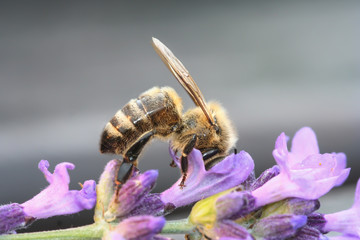 eintauchen