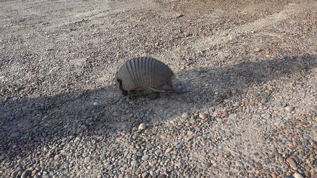 Dwarf armadillo (Zaedyus pichiy) eating bread crumbs. Valdes peninsula. Chubut, Argentina