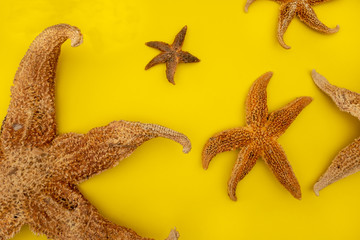Starfishes on a yellow background.