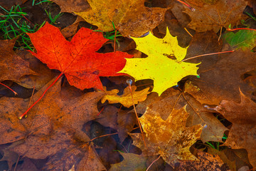 maple