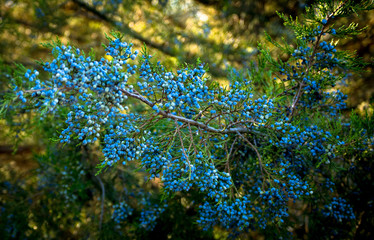 blue juniper berries