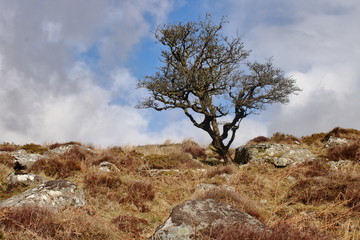 Dartmoor Dying Tree