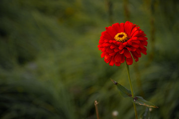 red flower in the grass