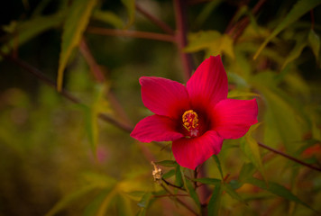 blossoming pink flower