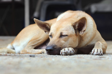 Brown lonely dog on the sand ground
