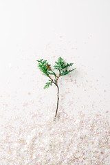  top view of pine tree branch and confetti on white background
