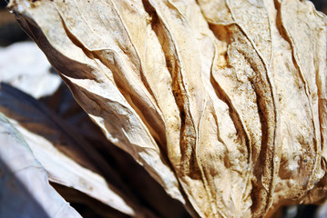Dry brown leaf texture, natural organic  background, close up detail, soft sepia wavy lines