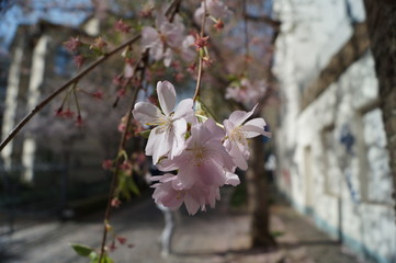 Cerisier japonais
