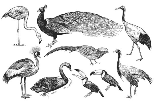 Realistic birds Peacock, Toucan, Flamingos, Pheasant, Crane, Japanese crane, Crowned crane, Black Swan. Black and white hand drawing.