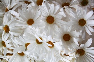 Fototapeta premium colorful flowers