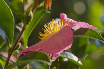 blüte farbe natur close up nature blossom color garden plant flora makro macro no people day