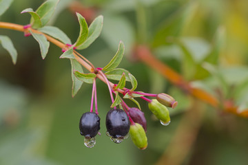 tropfen frucht farbe natur close up nature color garden plant flora makro macro no people day drop