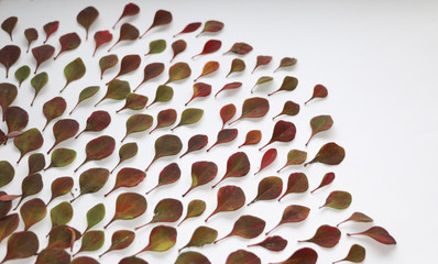 autumn background for text. Autumn colorful leaves on a white background. Autumn leaves texture for design.