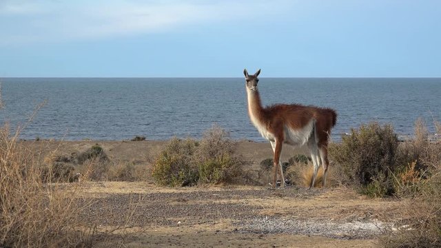 Guanaco (Lama guanicoe) at Punta Tombo. Chubut, Argentina