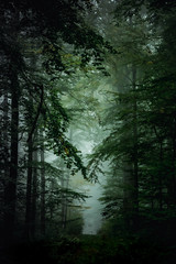 Fototapeta premium Magic autumn forest, romantic, misty, foggy landscape