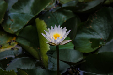 FLEUR DE LOTUS