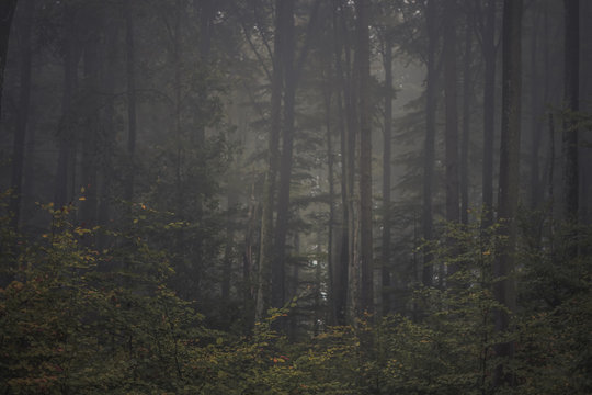 Fototapeta Magic autumn forest, romantic, misty, foggy landscape