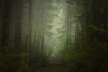 Fotobehang Magic autumn forest, romantic, misty, foggy landscape © Gaschwald