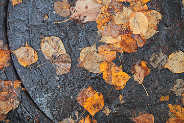 Autumn rain in the park