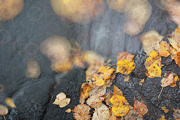 Autumn backgroun rain in the park