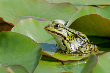Teichfrosch