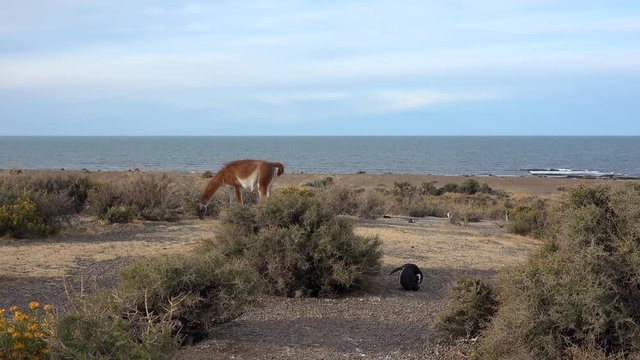 Guanaco (Lama guanicoe) & Magellanic penguins (Spheniscus magellanicus) at Punta Tombo. Chubut, Argentina