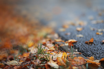 Autumn backgroun rain in the park