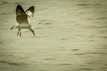 The seagull.