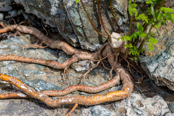 Daytime spring view taken at the amazing Devil's Canyon natural phenomenon in Bulgaria, also known as Sheytan Dere near Studen Kladenetz reservoir in Rhodope Mountain. Brown roots