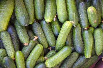 Lots of beautiful fresh cucumbers