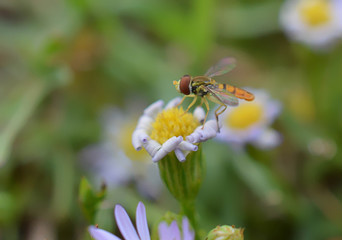 Macro photo of a flower fly/ Hover Fly bug pollinating a tiny white and yellow daisy flower. 