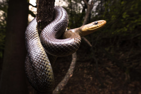 Aesculapian Snake (Zamenis Longissimus) In Its Natural Habitat In Germany.
