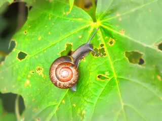 snail on a green leaf