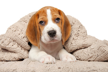 Beagle puppy lying under the blanket