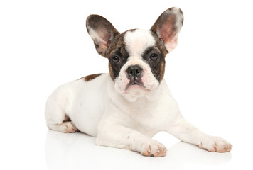 French bulldog on white background