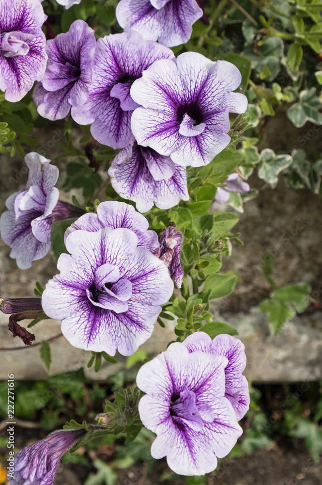 Wall mural blue vein petunias in bloom ( petunia surfinia )