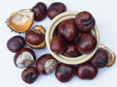 A Conker collection. The seeds of the Horse Chestnut tree ( Aesculus hippocastanum ), they are attached to strings for use in a traditional child’ren's game